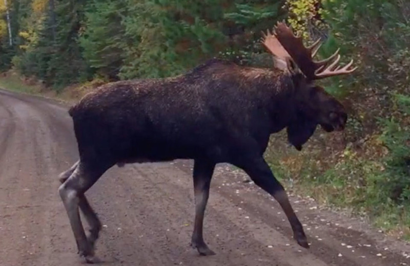 Moose at Hungry Jack Lodge.