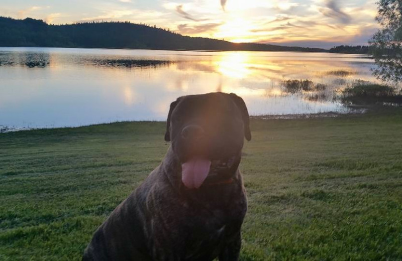 Pets welcome at Elk Lake Wilderness Resort.