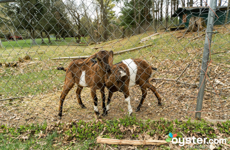 Goats at Birchcliff Resort.