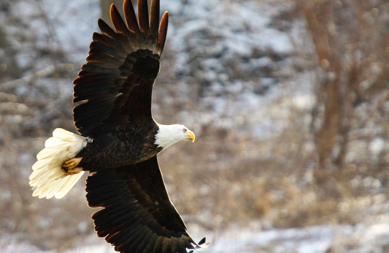 Eagle at Alaska's Big Salmon Lodge.