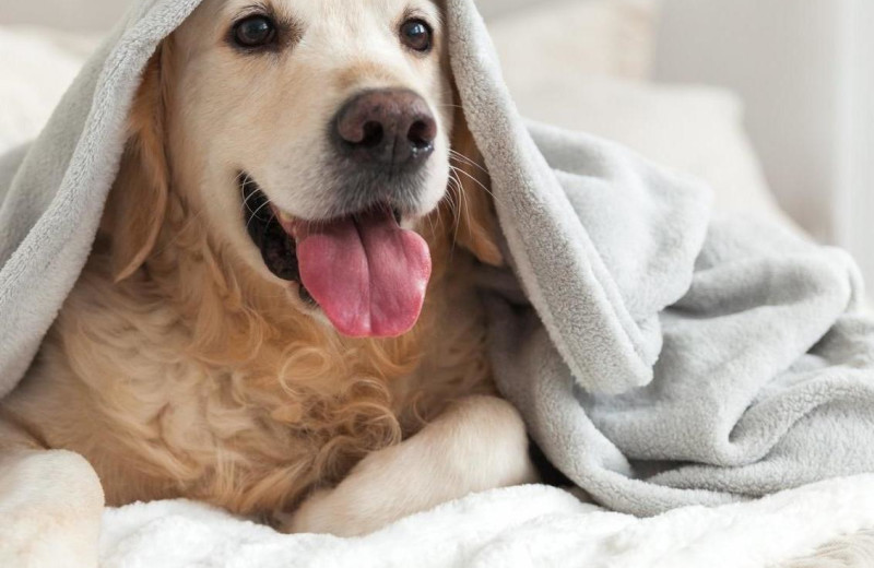 Pets welcome at Lutsen Resort on Lake Superior.