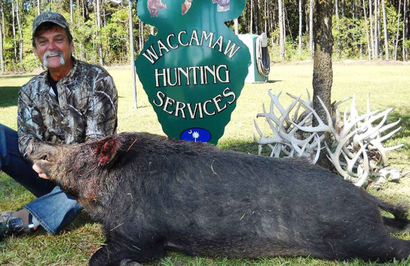 Boar hunting at Waccamaw Hunting Lodge.