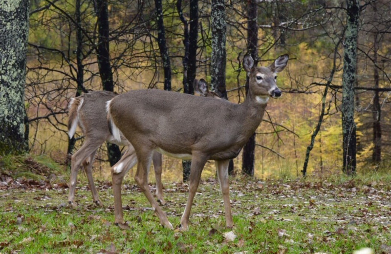 Hunting at Northwoods Property Management.