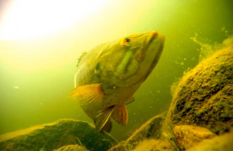 Fish at Zup's Fishing Resort and Canoe Outfitters.