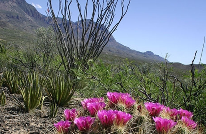 Beautiful Landscape Near Big Bend Overland Tours