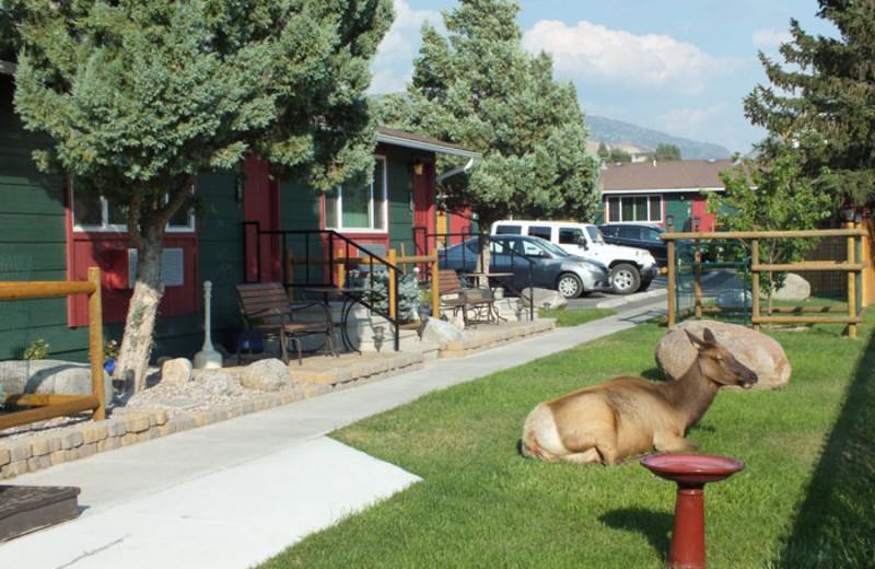 Cottages at Yellowstone Gateway Inn.