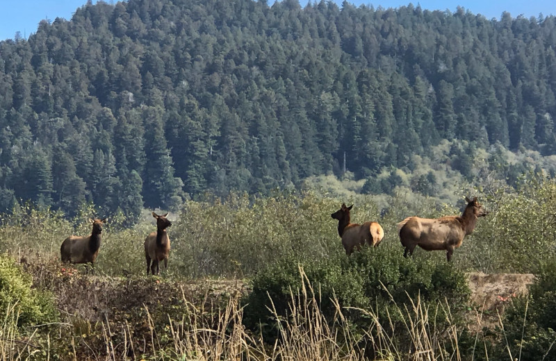 Elk at Redwood Coast Vacation Rentals