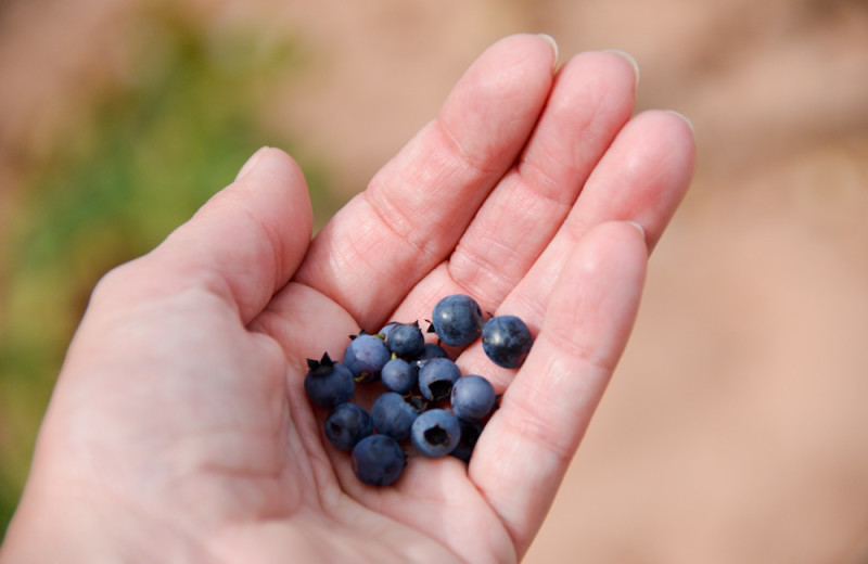 Blueberry picking at Tri Lake Timbers Resort.