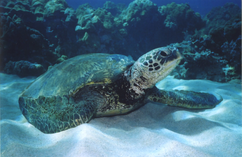 Diving near The Cabana Inn.