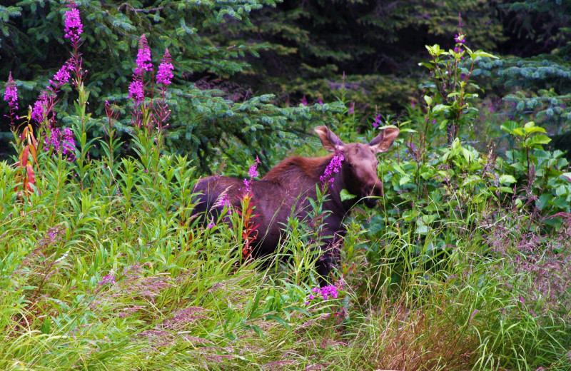 Moose at Sleepy Bear Cabins.