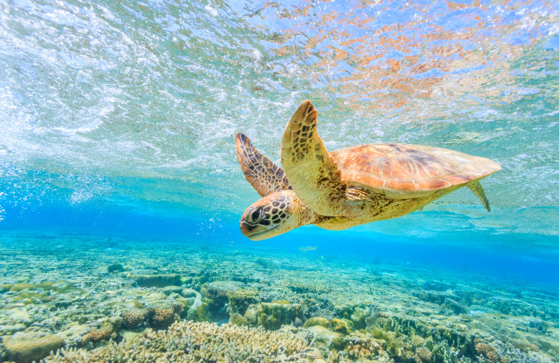 Diving at La Isla - Vallarta.