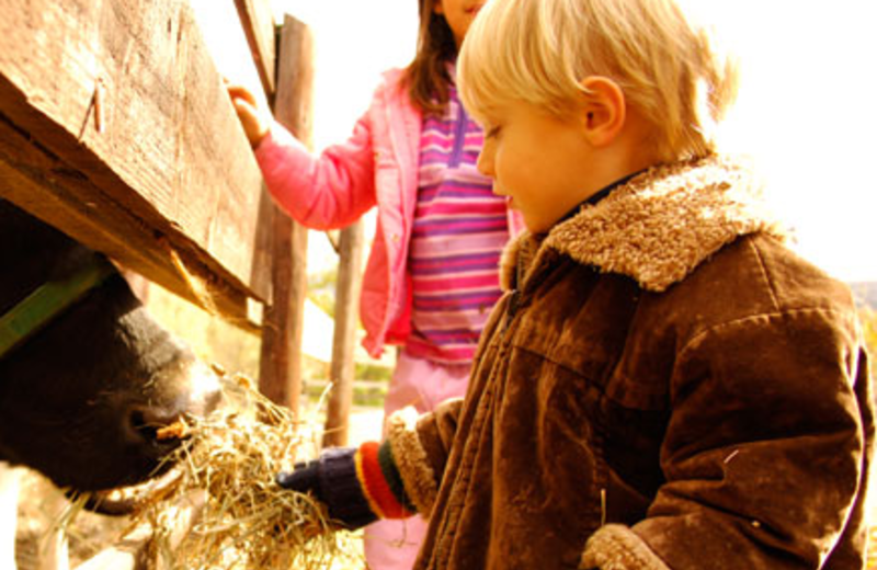 Horses at Pine Ridge Dude Ranch