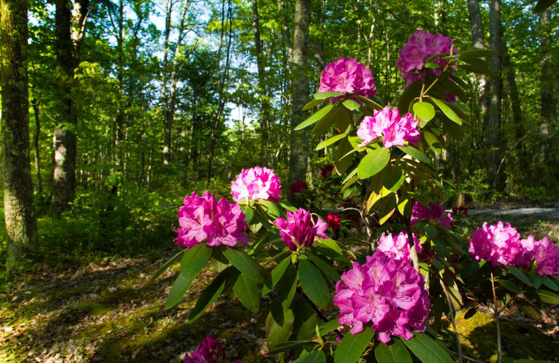 Flowers at Country Road Cabins.