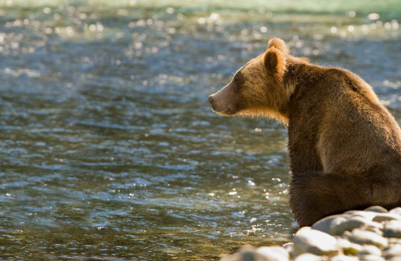 Bear at Sonora Resort and Conference Centre, Canada.