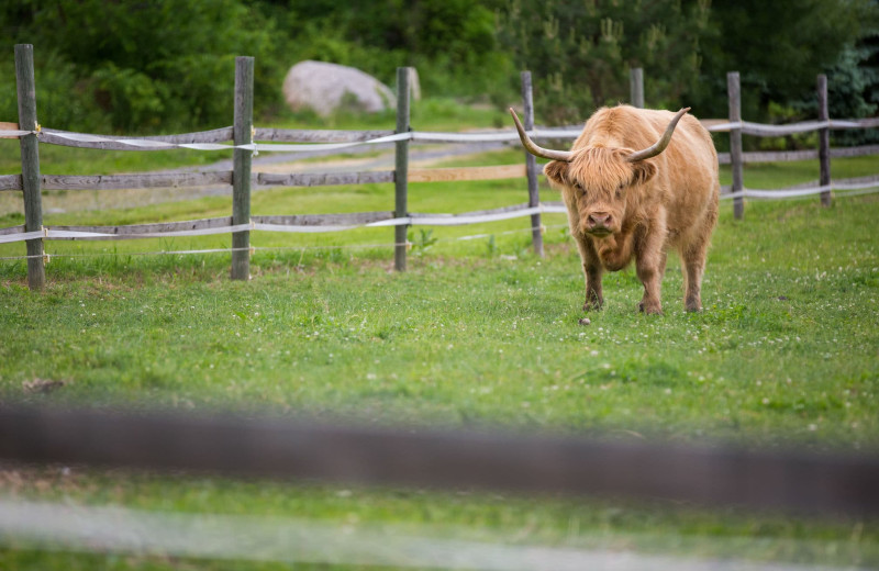 Ox at Buttonwood Grove Winery