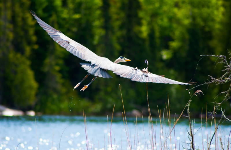 Crane at Cliff Lake Resorts.