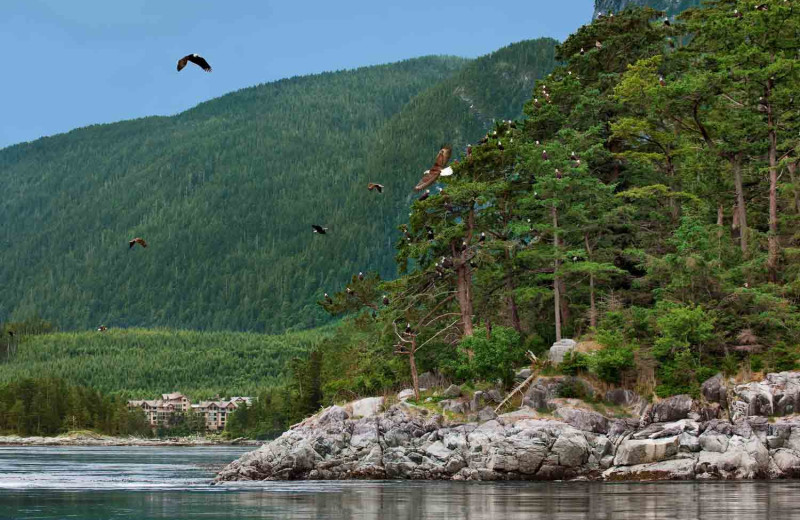 Eagles at Sonora Resort and Conference Centre, Canada.