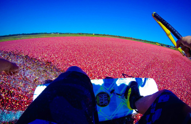 Wake boarding on cranberries at Pitlik's Sand Beach Resort.