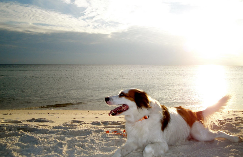 Pets welcome at Sunset Properties.