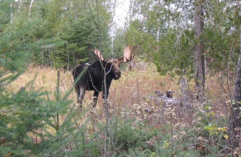Moose sighting at Poplar Creek B & B.
