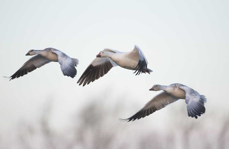 Geese at Alagnak Lodge.