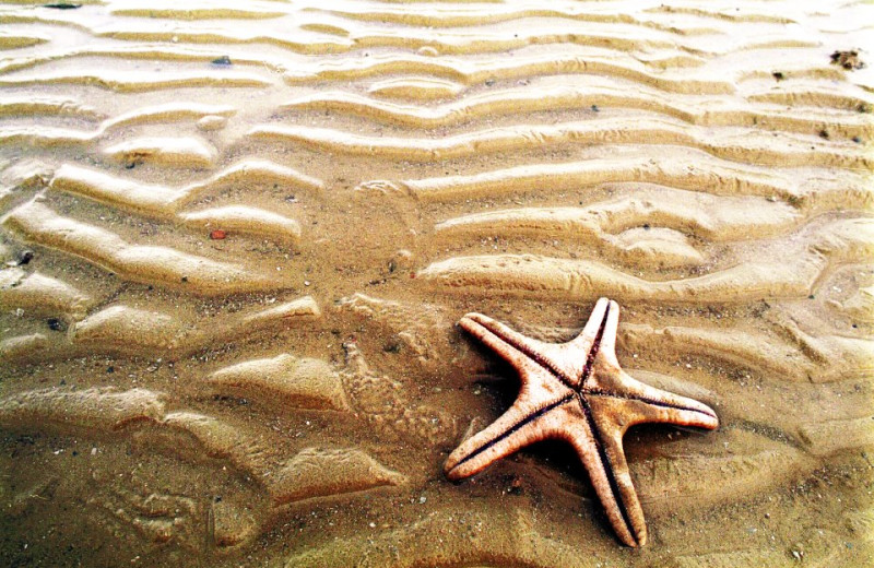 Starfish On Beach at Hatteras Realty