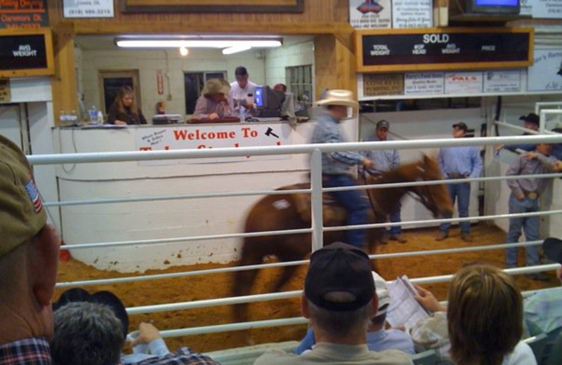 Ranch Rodeo at Horseshoe Canyon Ranch