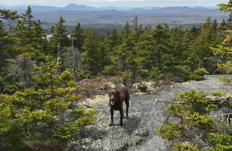 Pets welcome at Northern Outdoors.