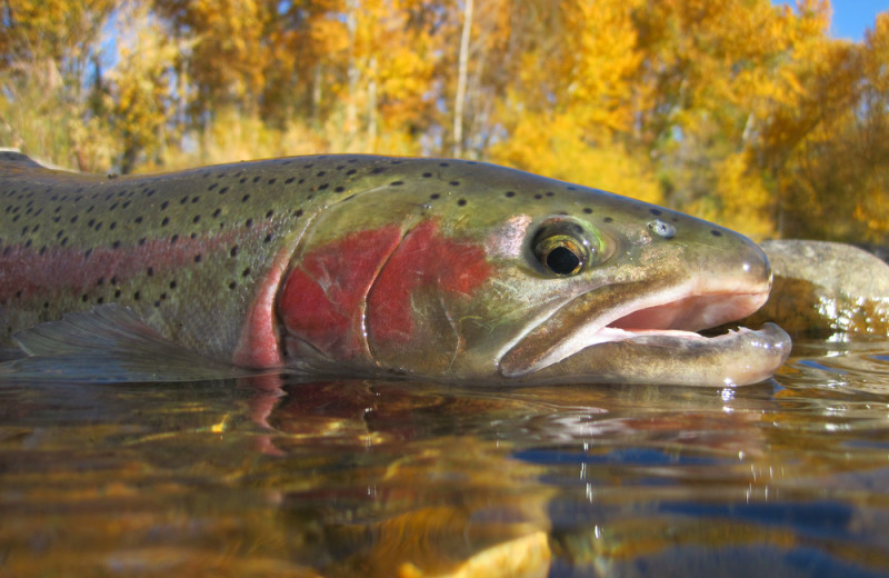 Fishing at Salmon Catcher Lodge.