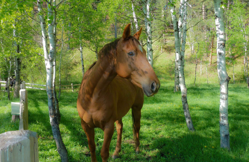 Horse at Newton Fork Ranch.