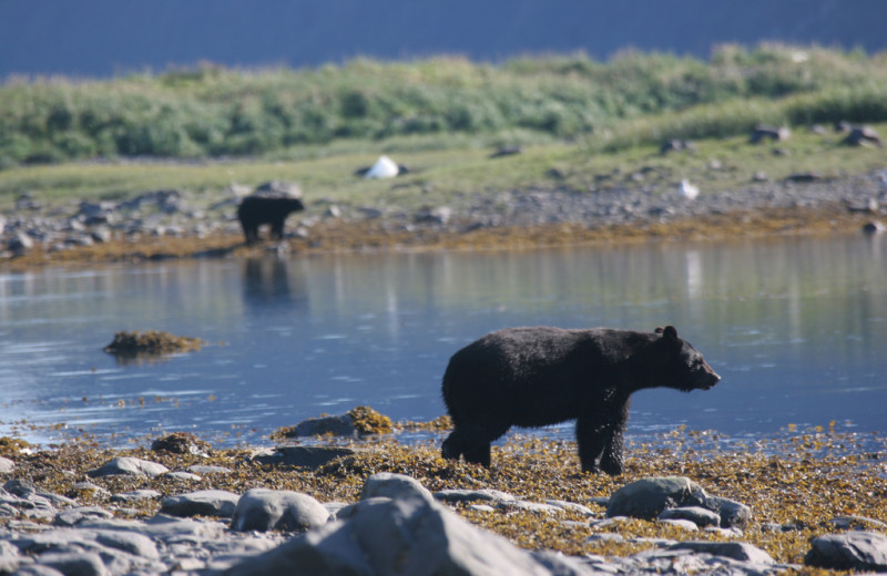 Black bears at Kenai Fjords Glacier Lodge.