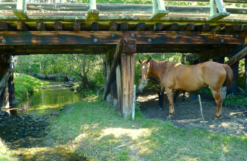 Horses by the creek at Newton Fork Ranch.