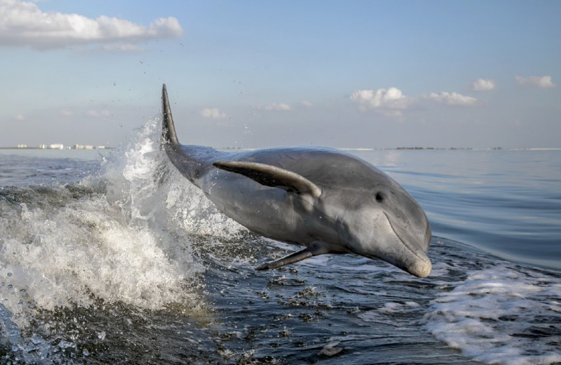 Dolphins at Sterling Shores.