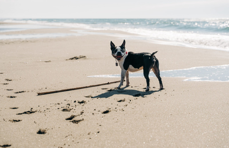 Pets welcome at Driftwood Shores Resort and Conference Center.