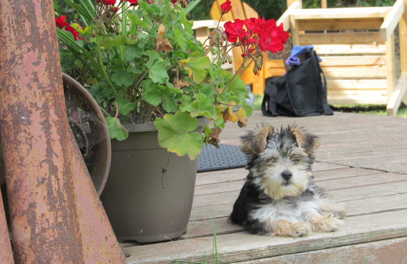 Pets allowed at Niemeyer's Rugged River Resort.