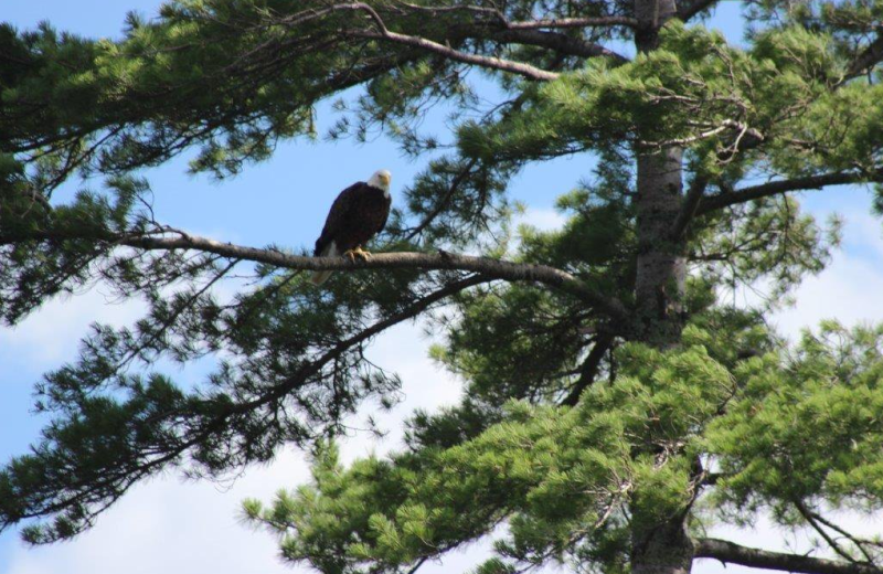 Eagle at North Country Inn.