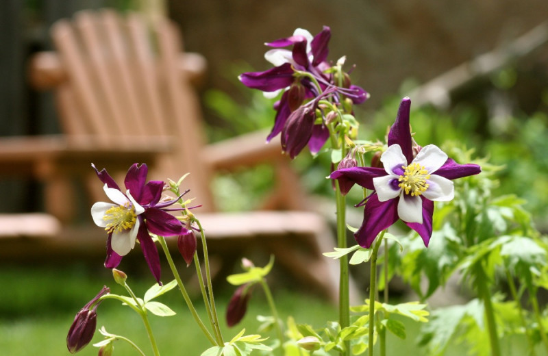 Flowers at Misty Mountain Lodge.