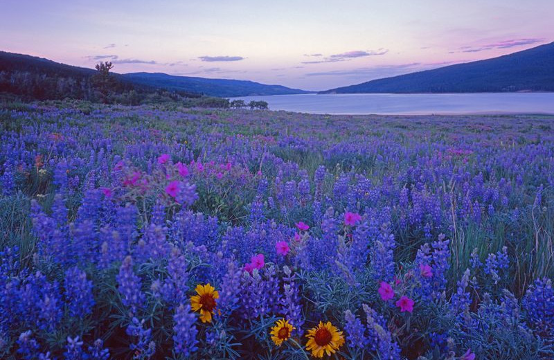 Flowers at Glacier National Park near North Forty Resort.