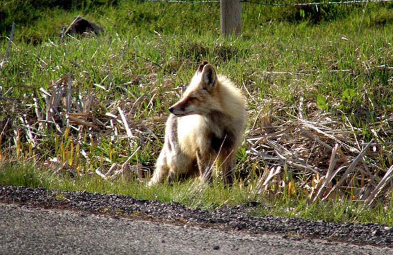 Fox at North Shore Lodge & Resort.