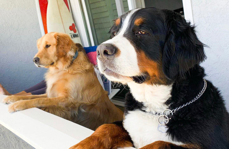 Pets welcome at SeaCrest Oceanfront Hotel.