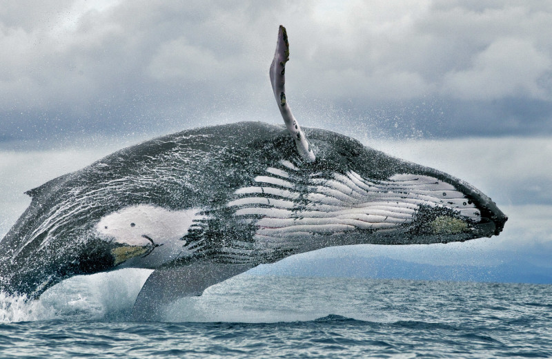 Whale watching near El Castillo Boutique Luxury Hotel.