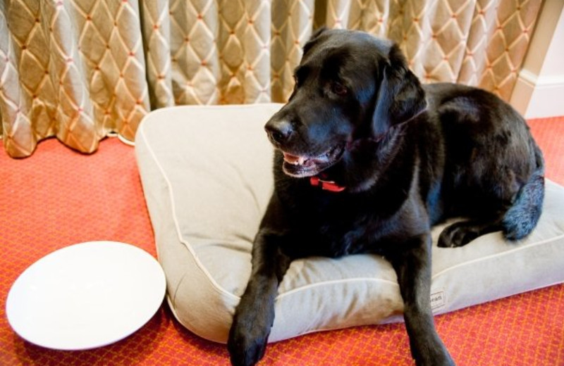 Pets get a dish and bed for their stay at Hotel Commonwealth.