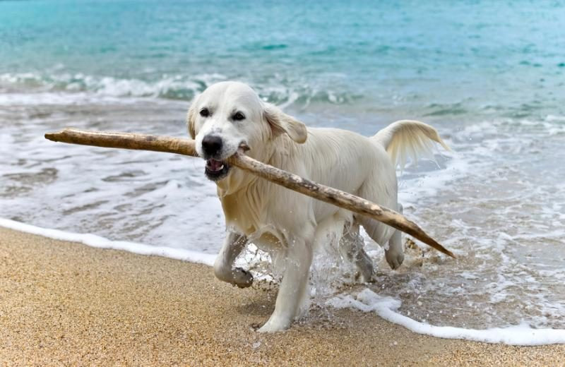 Pets welcome at Carmel River Inn.