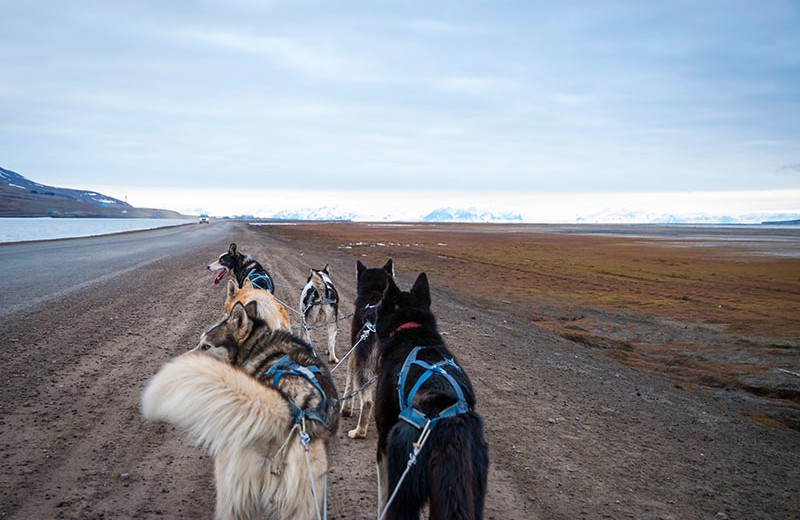 Dog sled near Big Sky Charter & Fishcamp.