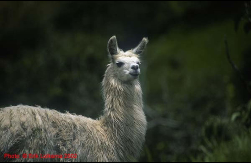 llama at Hacienda Primavera Wilderness Ecolodge.