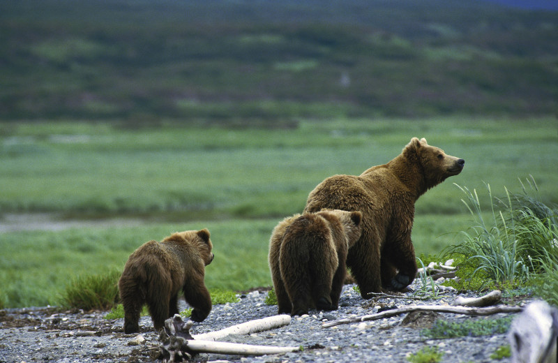 Jackson Hole grizzlies near Rusty Parrot Lodge.