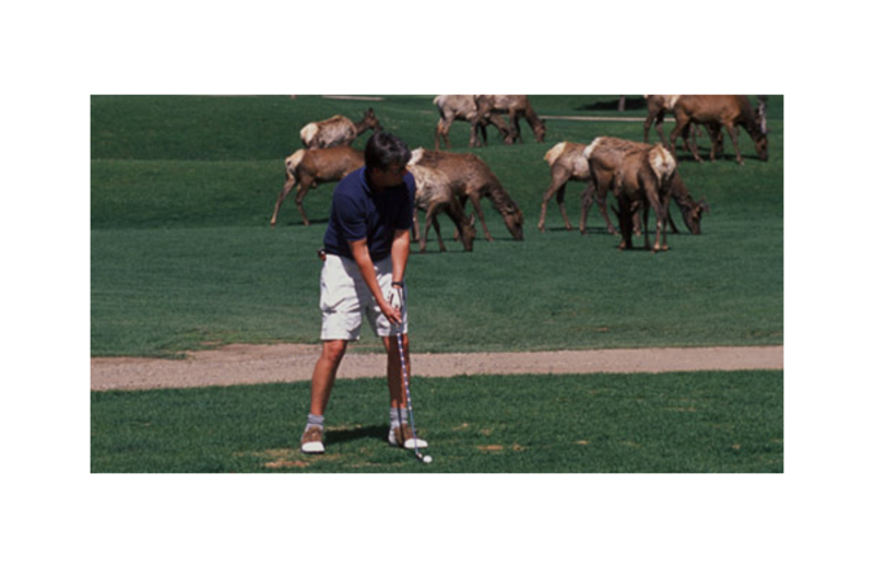 Golfing near The Evergreens On Fall River.