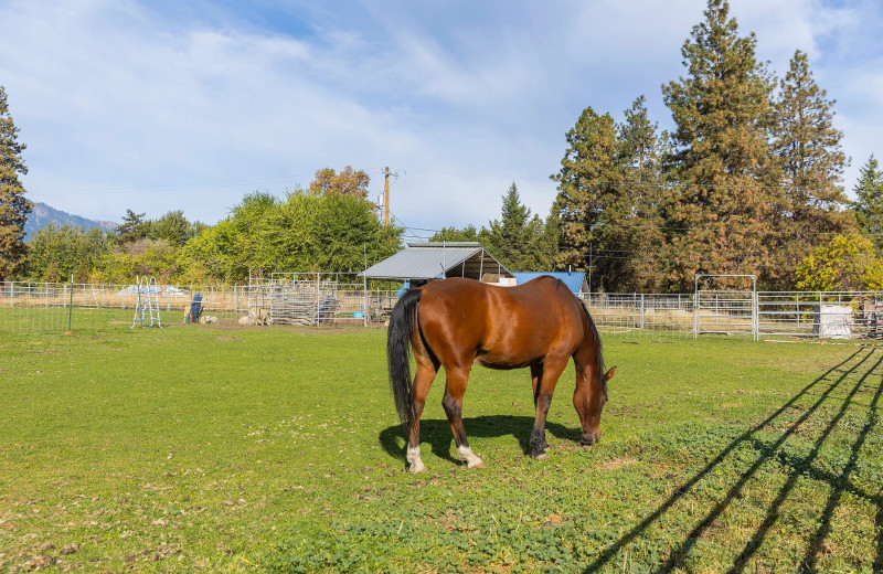 Horse at Wedge Mountain Inn.