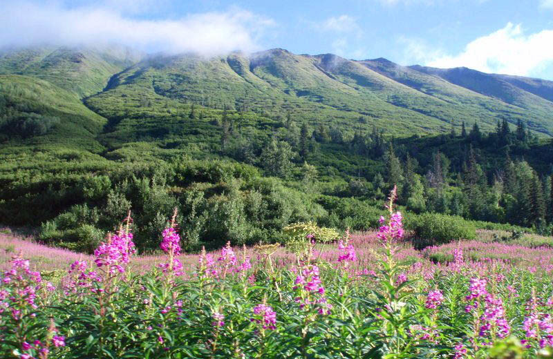 Scenic view at Kenai River Drifters Lodge.
