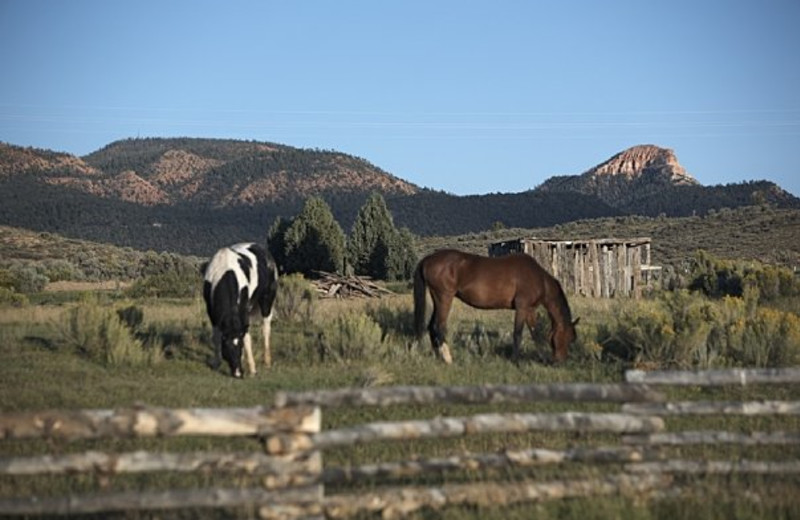 Horses at Cottonwood Meadow Lodge.